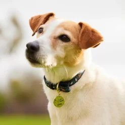 Disney Critters Dog Collar -Magical Ears Collectibles Shop 6504048310005M 2